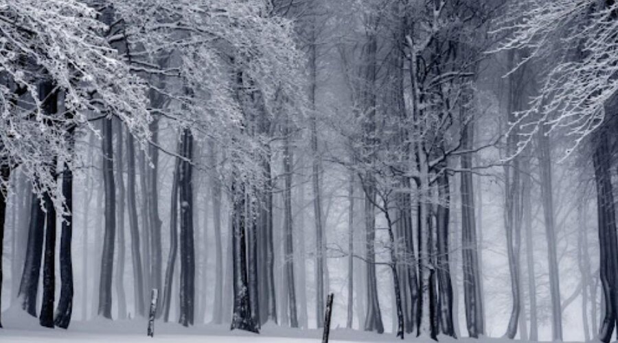 winter in the woods