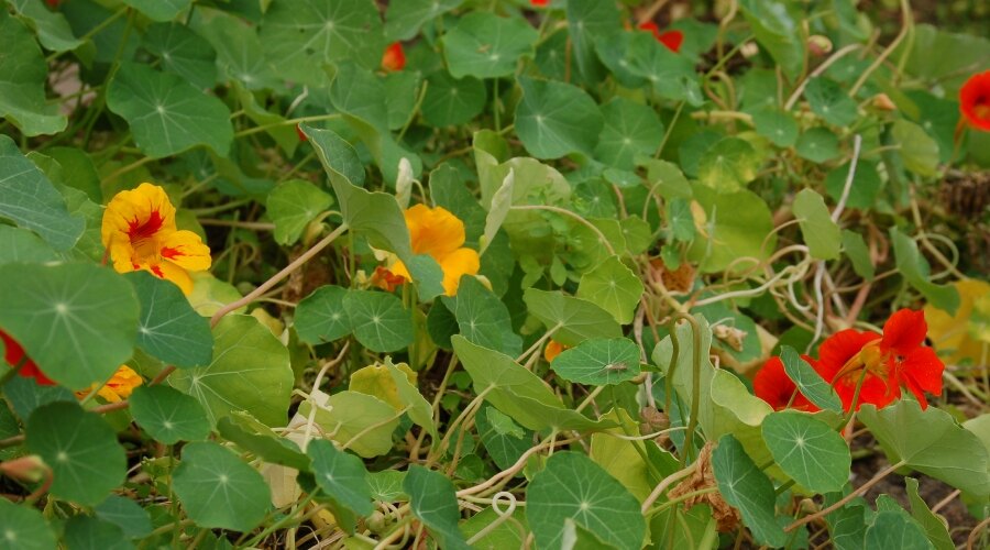 Nasturtium