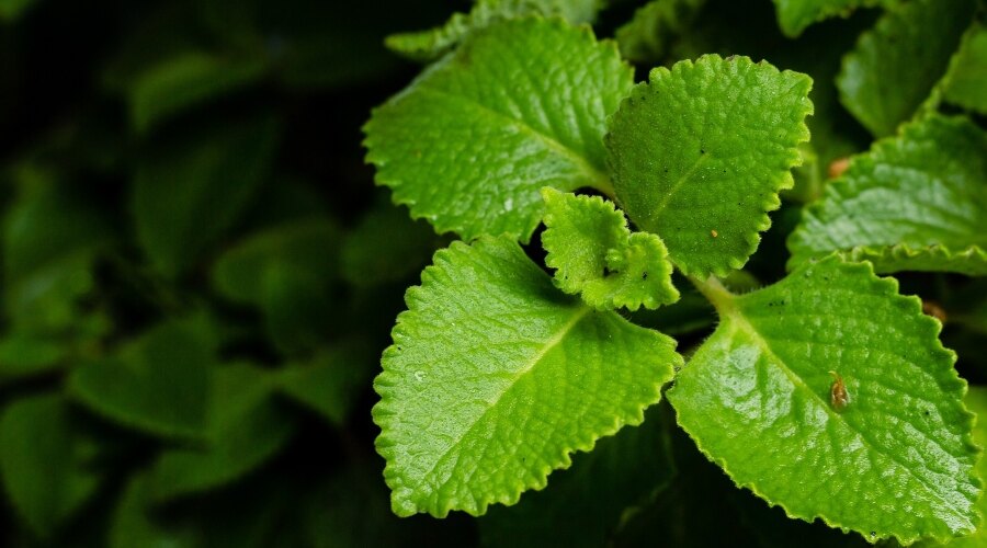 Planta de mentă indiană