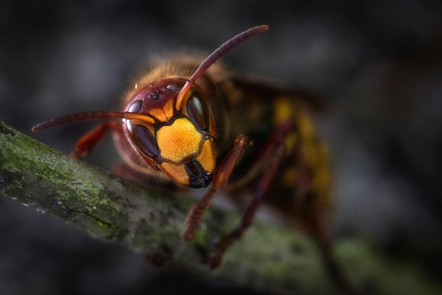 viespe. Sursa: https://www.pexels.com/cs-cz/foto/928966/