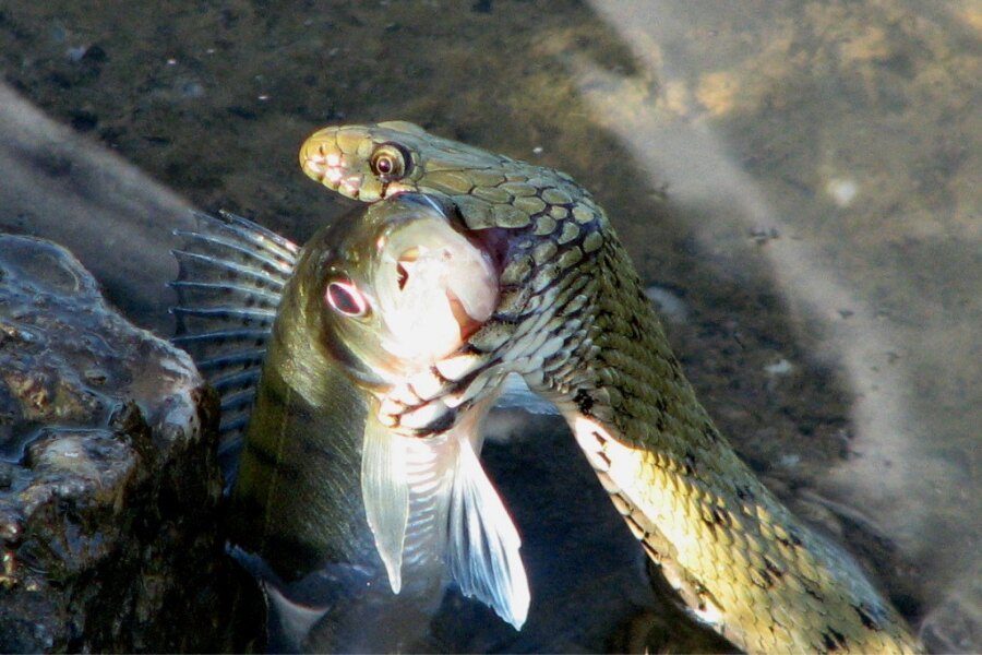 Užovka podplamatá. Sursă: https://commons.wikimedia.org/wiki/File:Natrix_tesselata_with_a_perch.JPG