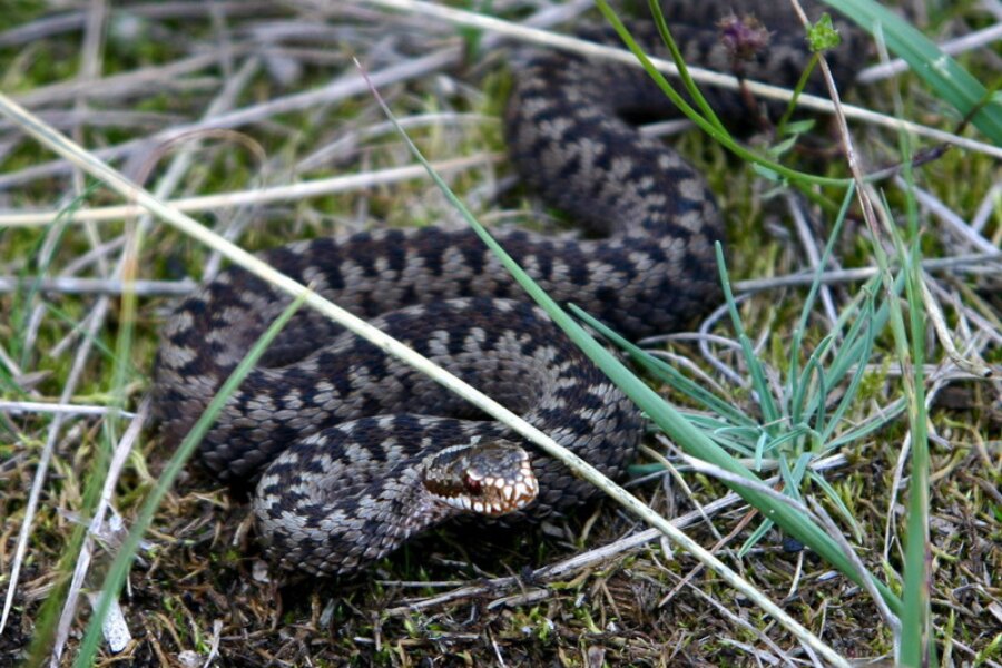 Vipera comună. Sursa: https://commons.wikimedia.org/wiki/File:Kreuzotter_(Skagen,_Denmark).jpg