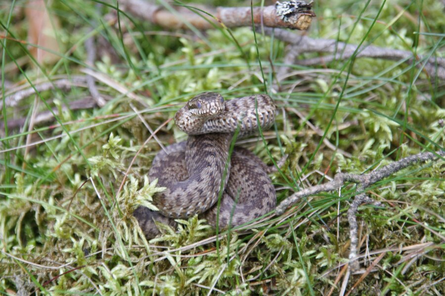 Vipera comună. Sursa: https://commons.wikimedia.org/wiki/File:Kreuzotter_drohend.jpg