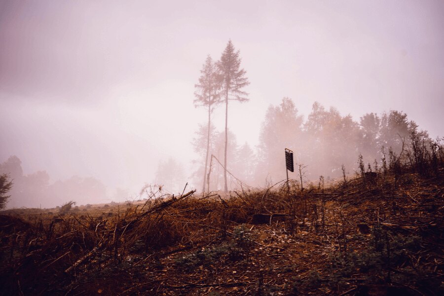 Pădure de toamnă în ceață. Sursa: https://www.pexels.com/cs-cz/foto/krajina-stromy-silueta-mlha-5626891/