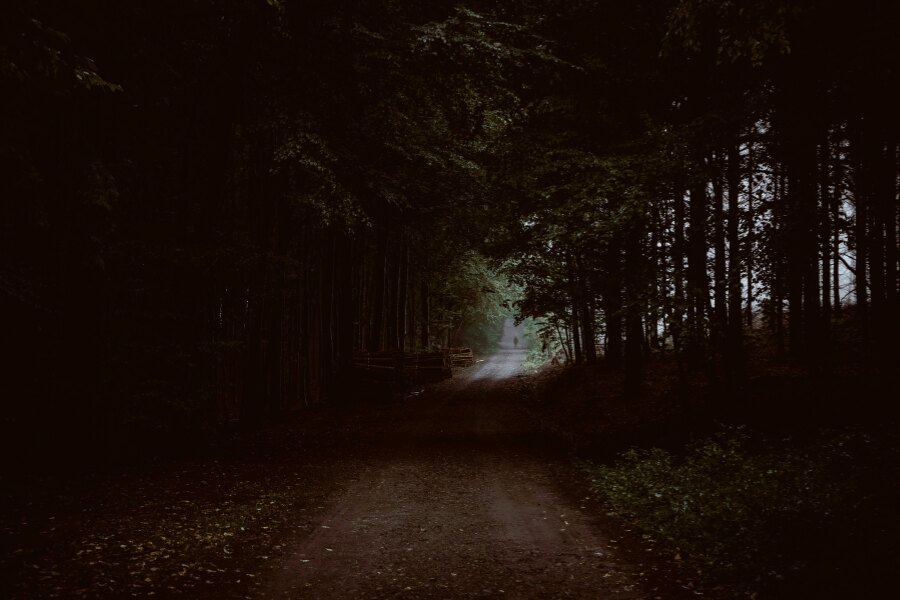 Pădure în întuneric. Sursă: https://www.pexels.com/cs-cz/foto/priroda-tmavy-stromy-prostredi-5642818/