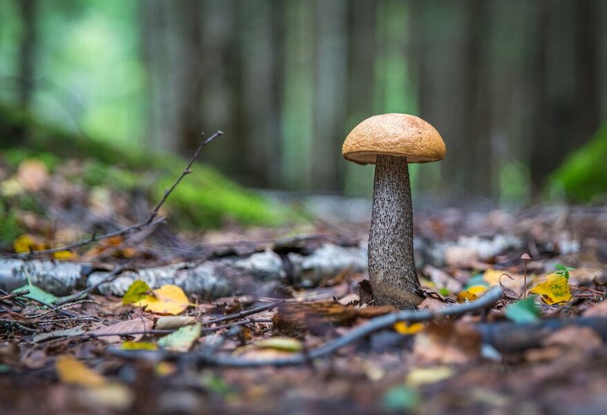 Detaliu despre ciuperca care crește toamna în pădure