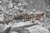 3-delig mascare Rifle Camo Ghosthood® IRR