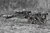 3-delig mascare Rifle Camo Ghosthood® IRR