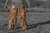 Pantaloni de camuflaj Ghost Legs Ghosthood® IRR